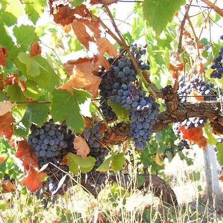 Agriturismo Locoe Oliena Ngoại thất bức ảnh